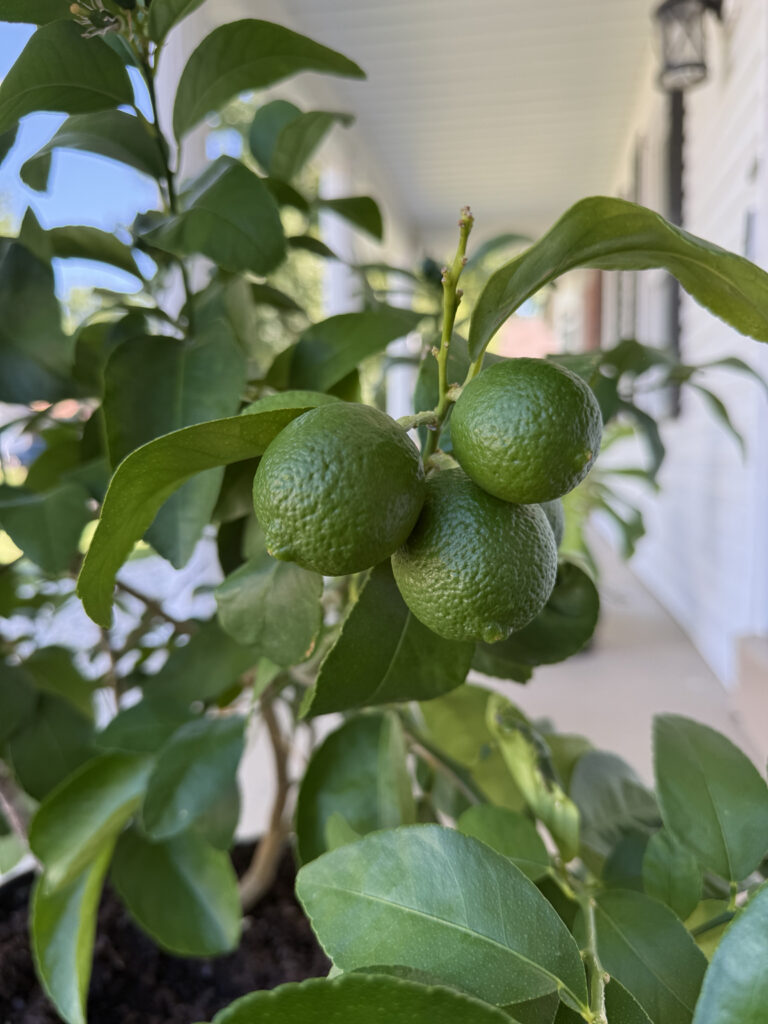 Three little limes growing right here in St. Louis.
